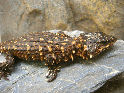 ディプレッサワーレンヨロイトカゲ(10)