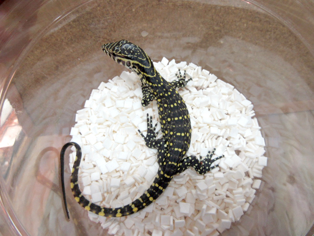 オルナータナイルモニター(8)