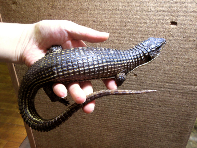 ニシオニプレートトカゲ(9)