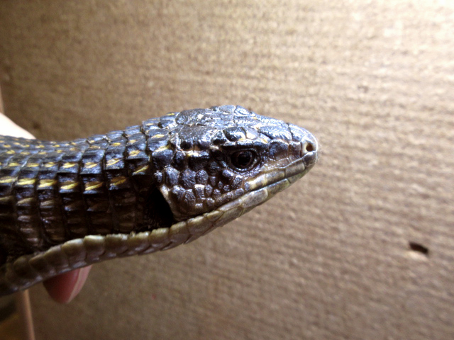 ニシオニプレートトカゲ(10)