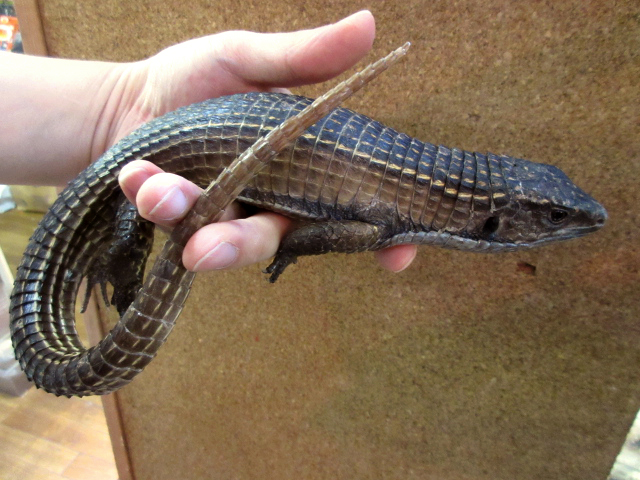 ニシオニプレートトカゲ(11)