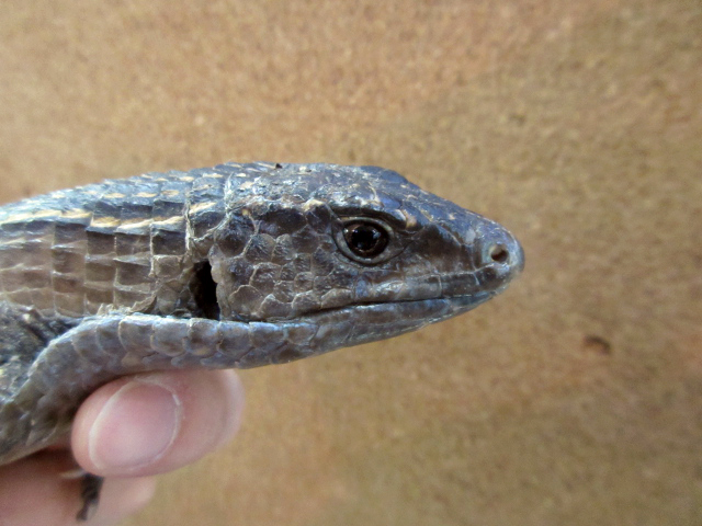 ニシオニプレートトカゲ(12)