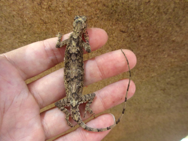 ジャワトビトカゲ(1)