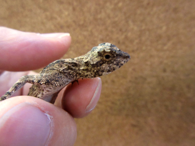 ジャワトビトカゲ(2)