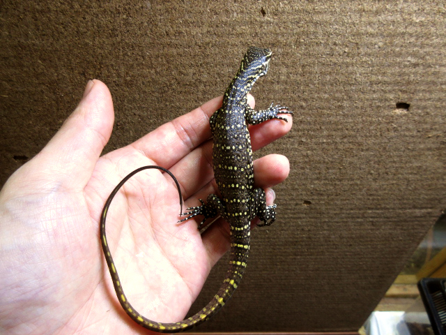 ナイルモニター(9)