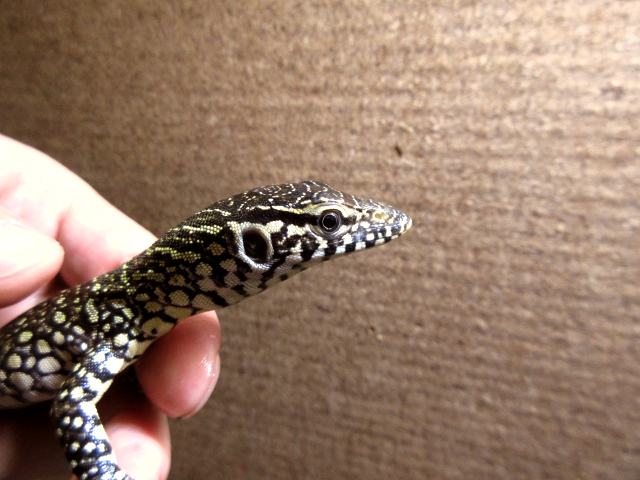 ナイルモニター(10)