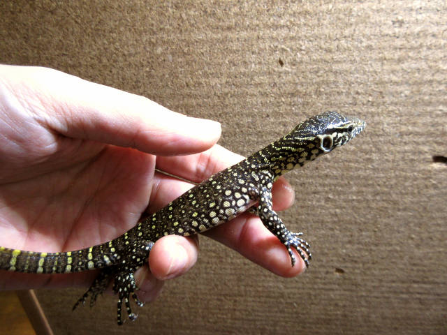 ナイルモニター(11)