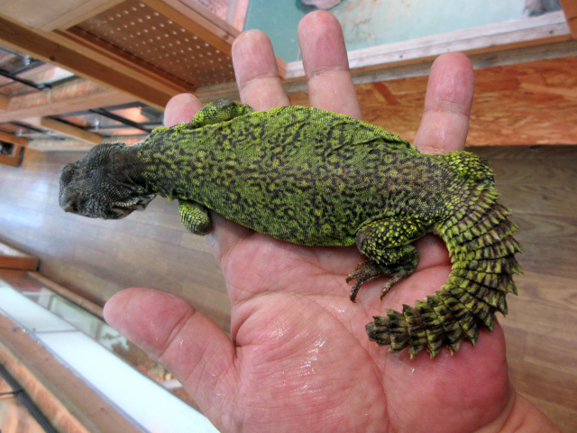 モロッコトゲオアガマ(3)