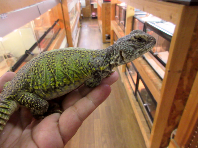 モロッコトゲオアガマ(5)