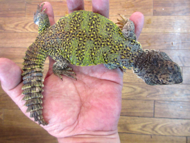 モロッコトゲオアガマ(6)