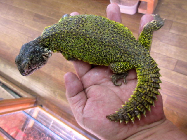 モロッコトゲオアガマ(9)