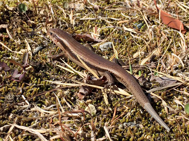 ニホントカゲ(1)