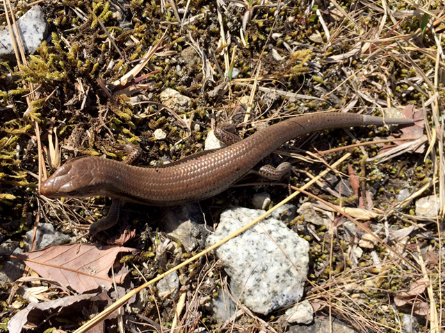 ニホントカゲ(2)