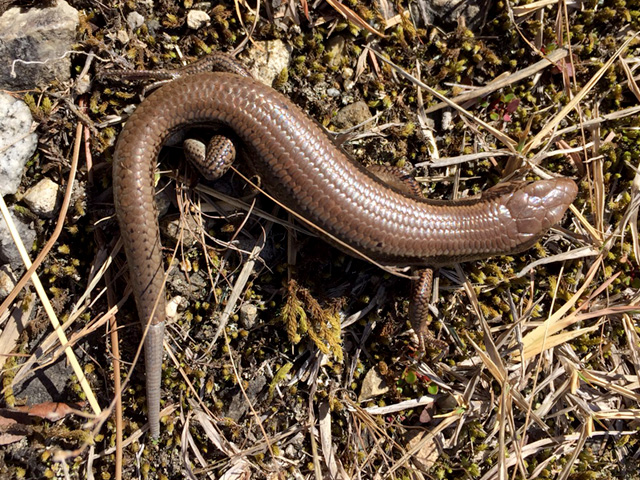 ニホントカゲ(3)