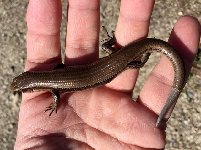 ニホントカゲ(4)