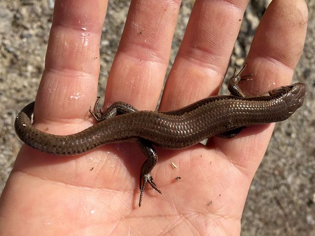 ニホントカゲ(5)