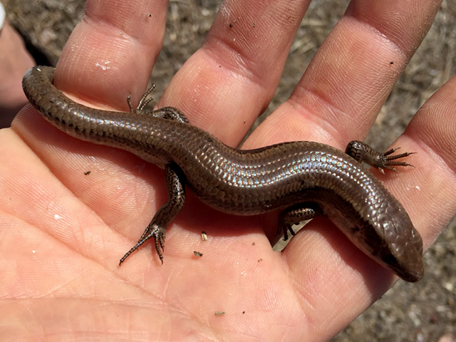 ニホントカゲ(6)