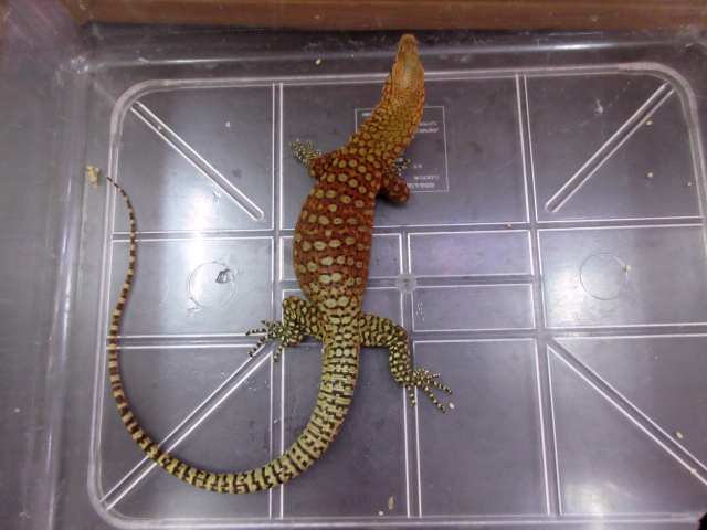 ピルバラロックモニター(12)