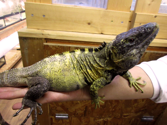 バナナスパイニーテールイグアナ(11)