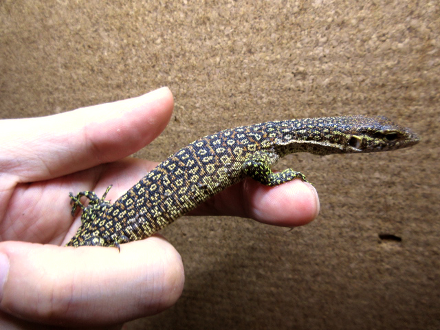 ピーコックモニター(5)