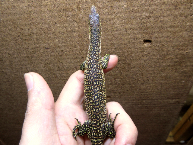 ピーコックモニター(6)