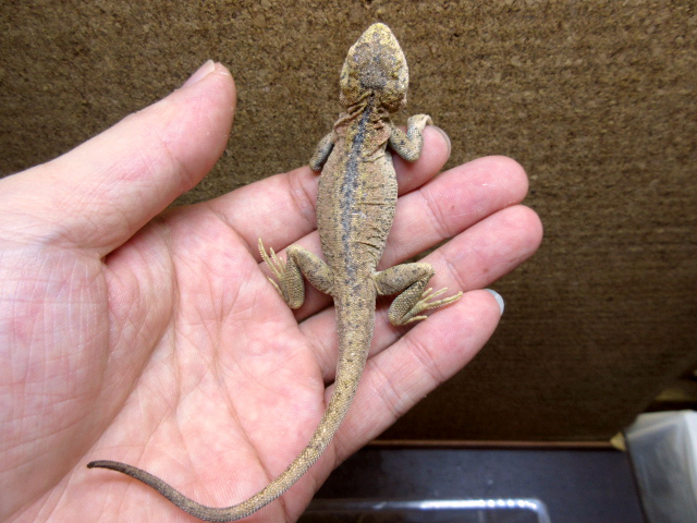 アカツキガマトカゲ