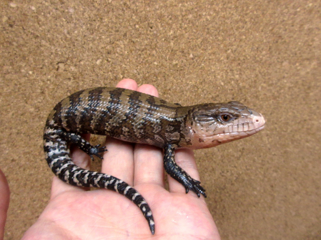 ケイアオジタトカゲ(11)