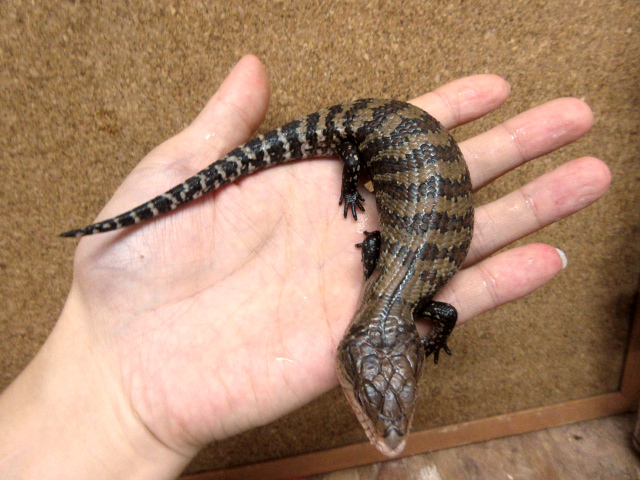 ケイアオジタトカゲ(12)