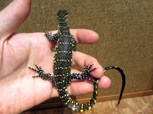 オルナータナイルモニター(9)