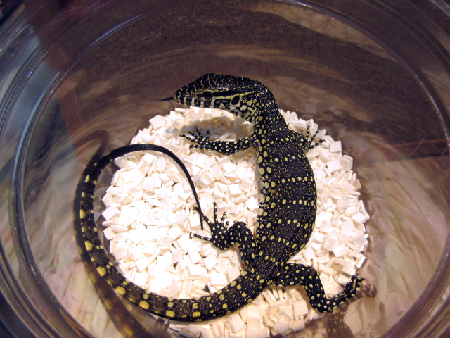 オルナータナイルモニター(10)