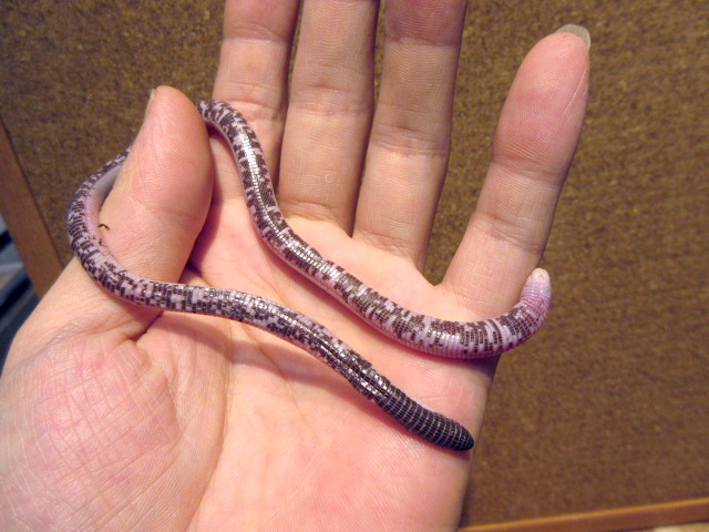 ダンダラミミズトカゲ