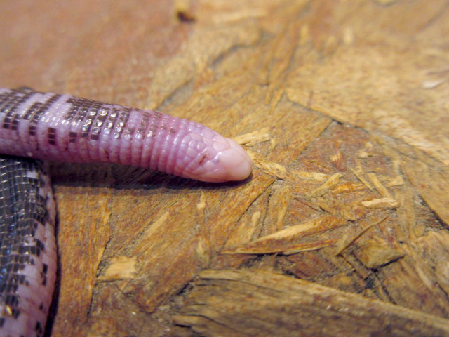 ダンダラミミズトカゲ(5)