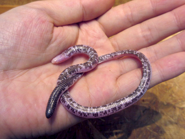 ダンダラミミズトカゲ(6)