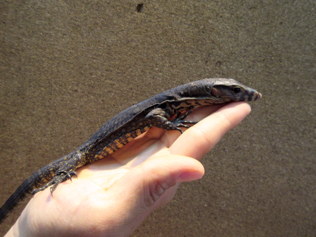 サルバトールモニター（オビ島産）(2)