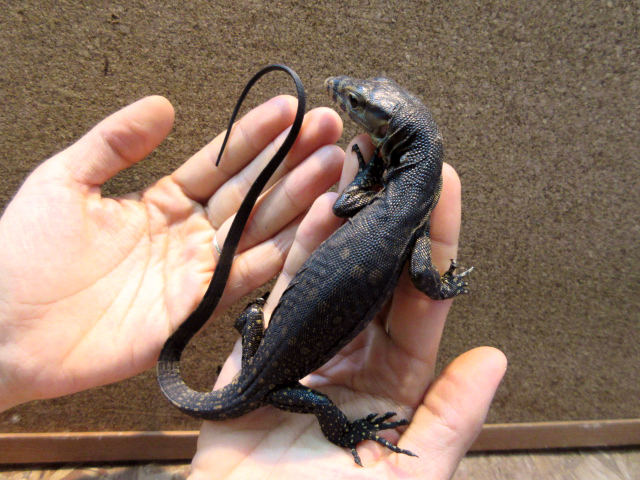 サルバトールモニター（オビ島産）(1)