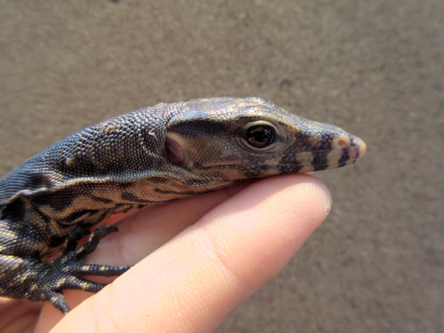 サルバトールモニター（オビ島産）(3)