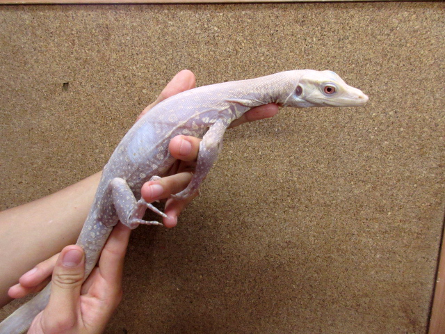 サルバトールモニター サルバトールモニター