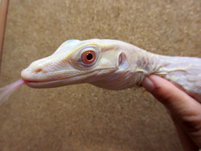 サルバトールモニター(11)