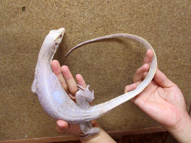 サルバトールモニター(12)