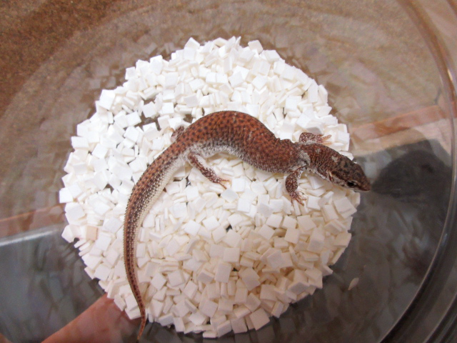 ショートテールモニター(8)