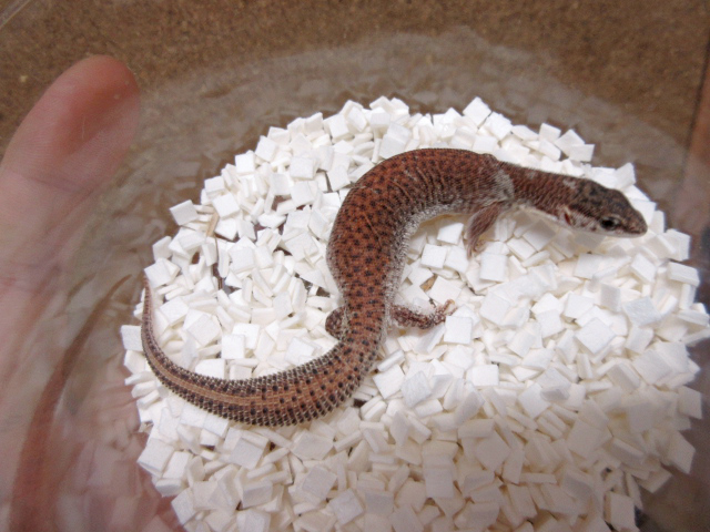 ショートテールモニター(7)