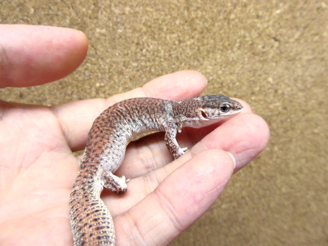 ショートテールモニター(6)