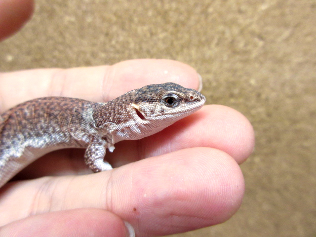 ショートテールモニター(5)