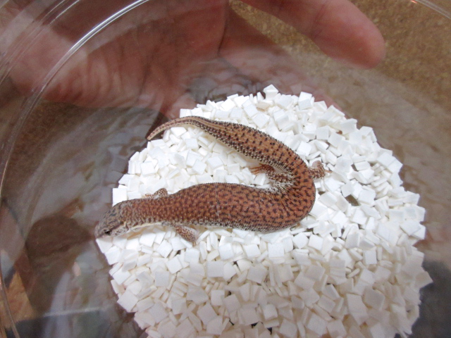 ショートテールモニター(3)