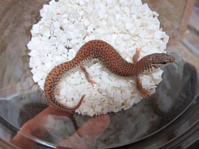 ショートテールモニター(4)