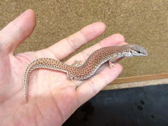 ショートテールモニター(1)