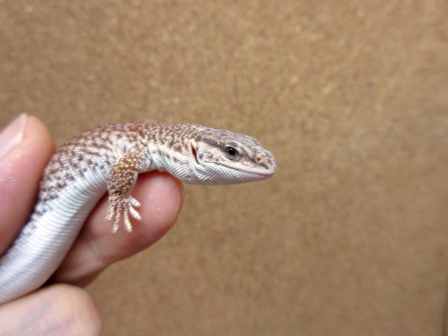 ショートテールモニター(2)