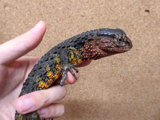 シナワニトカゲ(5)