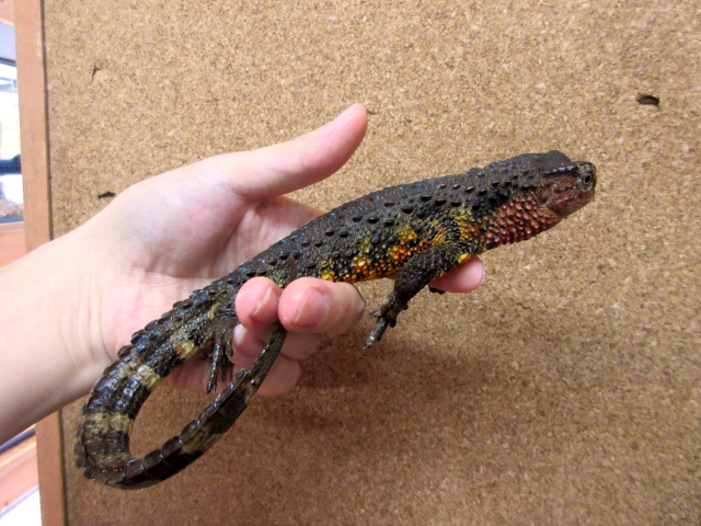 シナワニトカゲ(6)