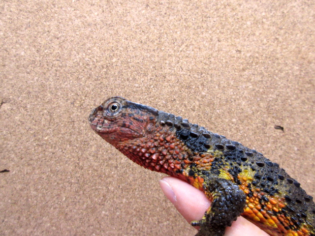 シナワニトカゲ(7)